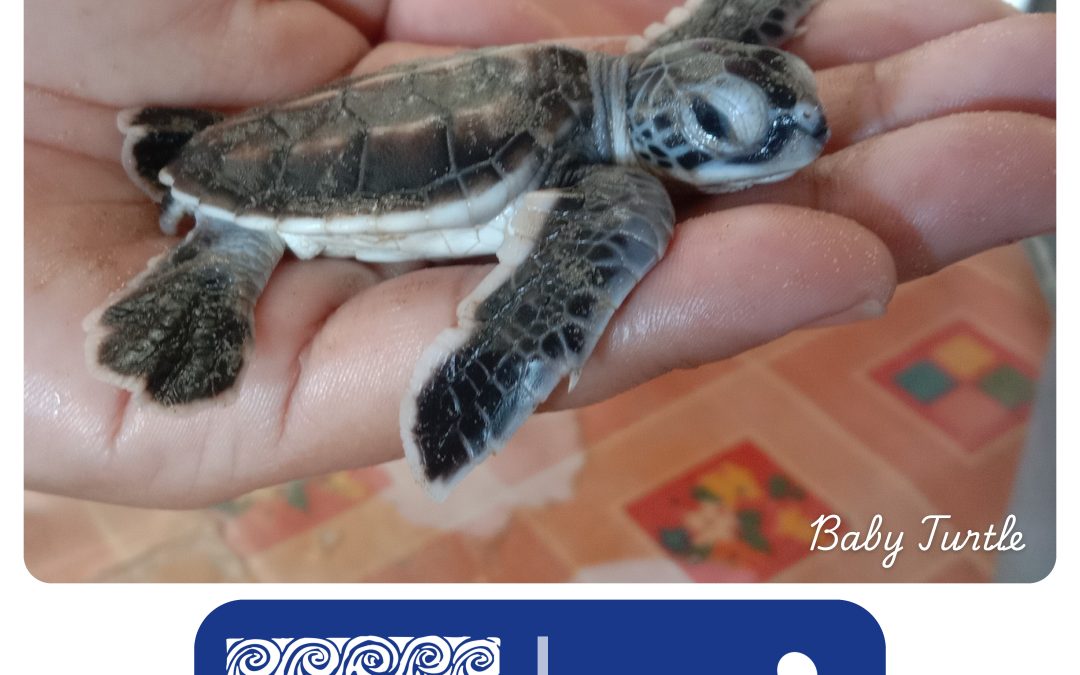 Protecting Endangered Turtles in Pitas Laut: A Community Story of Hope