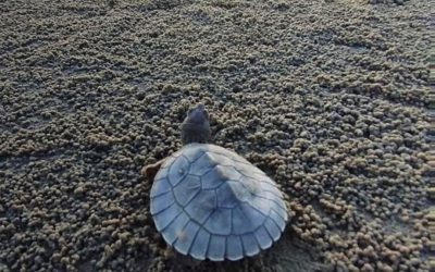 Protecting Island Ecosystems: Moleac’s Support for Seacology in Pitas Laut